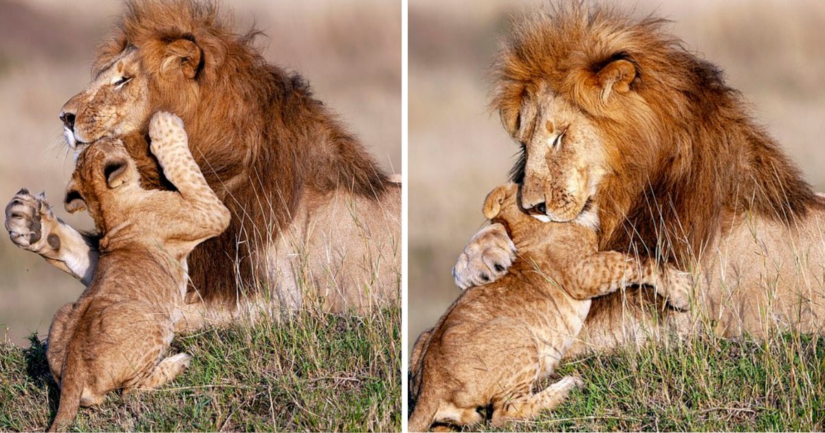 d1 14.png?fit=1024%2C538&ssl=1&strip=all - A Lion Hugs His Cub, And It's So Adorable