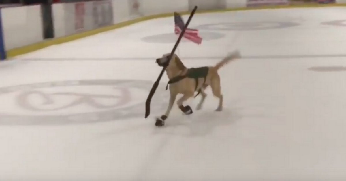 d1 17.png?resize=412,275 - Benny was Rescued Just One Day Before He was About to Euthanize and Now He Has Become an Ice Skater