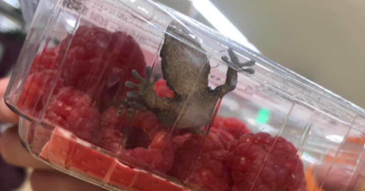 d1 3.png?resize=1200,630 - Woman Found A Lizard In A Box Of Raspberries She Bought In Store