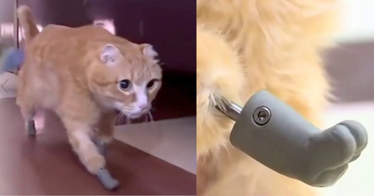 d1 5.png?resize=412,275 - Cat Got Four Brand New Paws After Experiencing Severe Frostbite