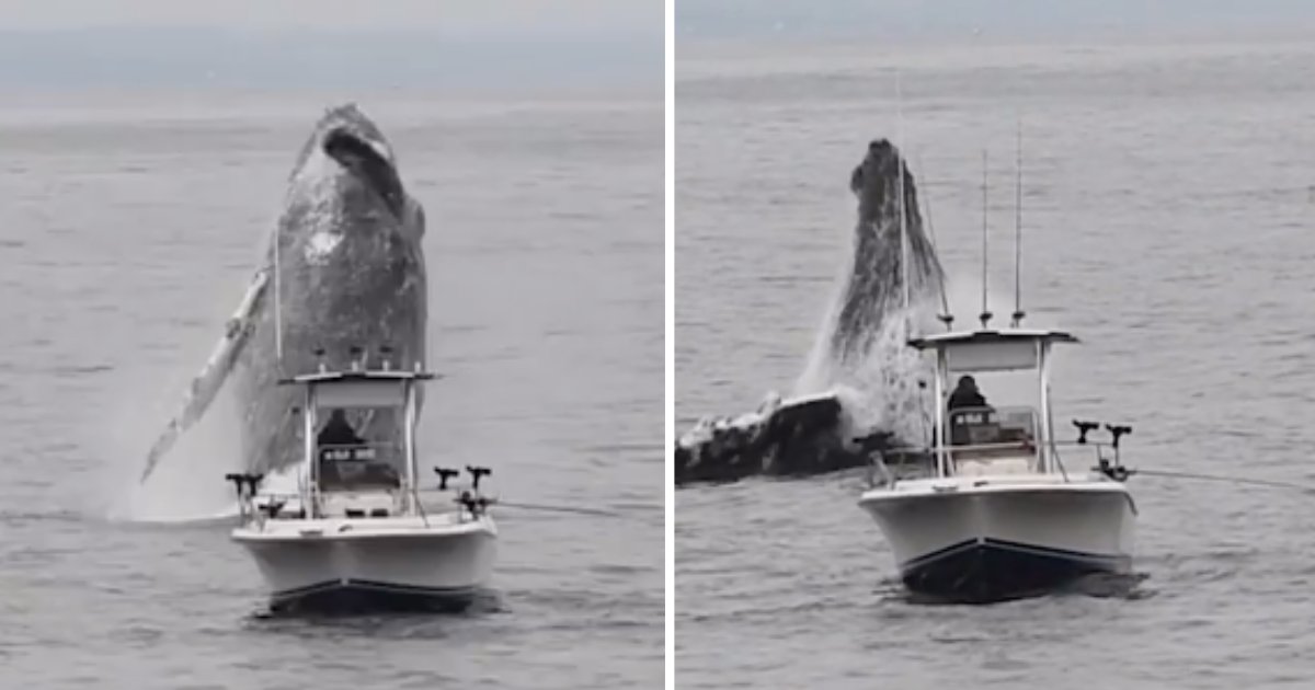 d1 6.png?resize=1200,630 - Spectacular Video Portrays Humpback Whale Hardly Dodging Boat During Breach