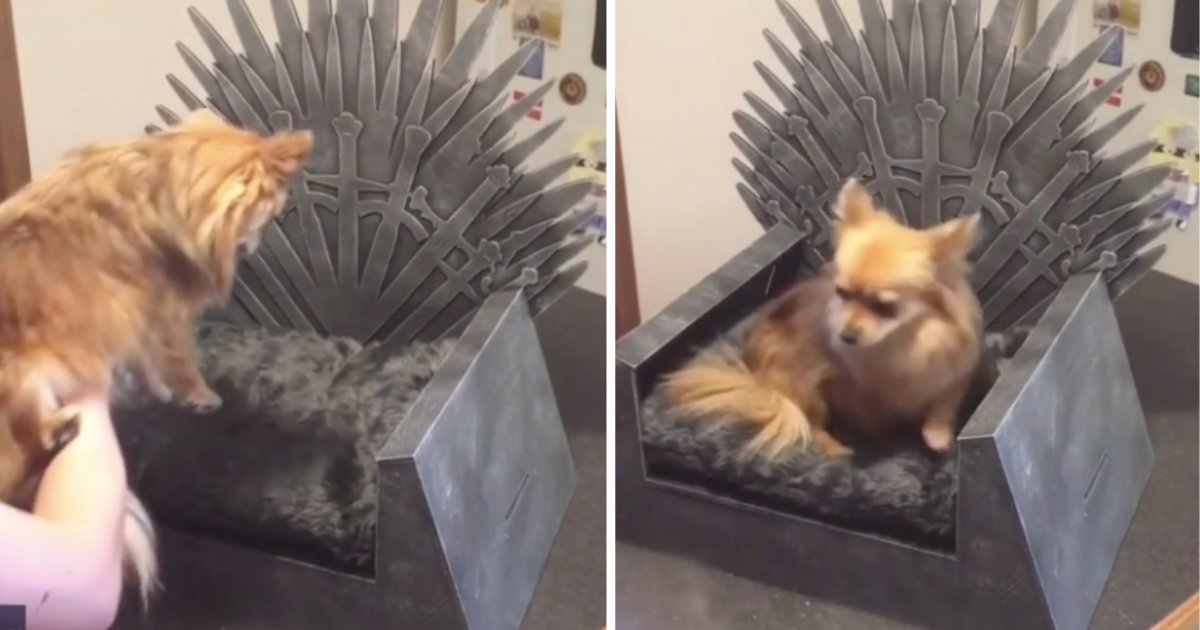 d2 16.png?resize=1200,630 - A Couple Created an Adorable Game of Thrones Theme Bed For Their Pet Dog
