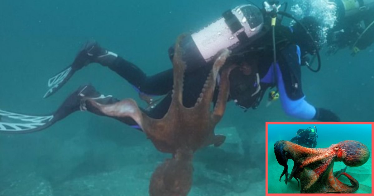d3 10.png?resize=1200,630 - Huge Octopus Grabbed A Diver And Refused To Let Go
