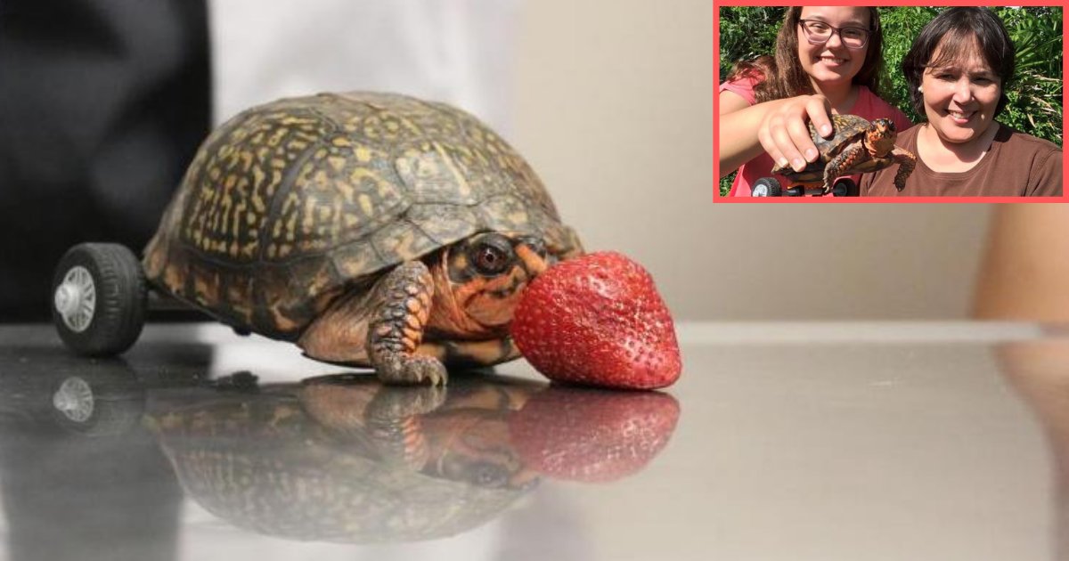 d3 15.png?resize=412,275 - The Vets Build a Wheelchair for a Turtle Who Lost His Back Legs