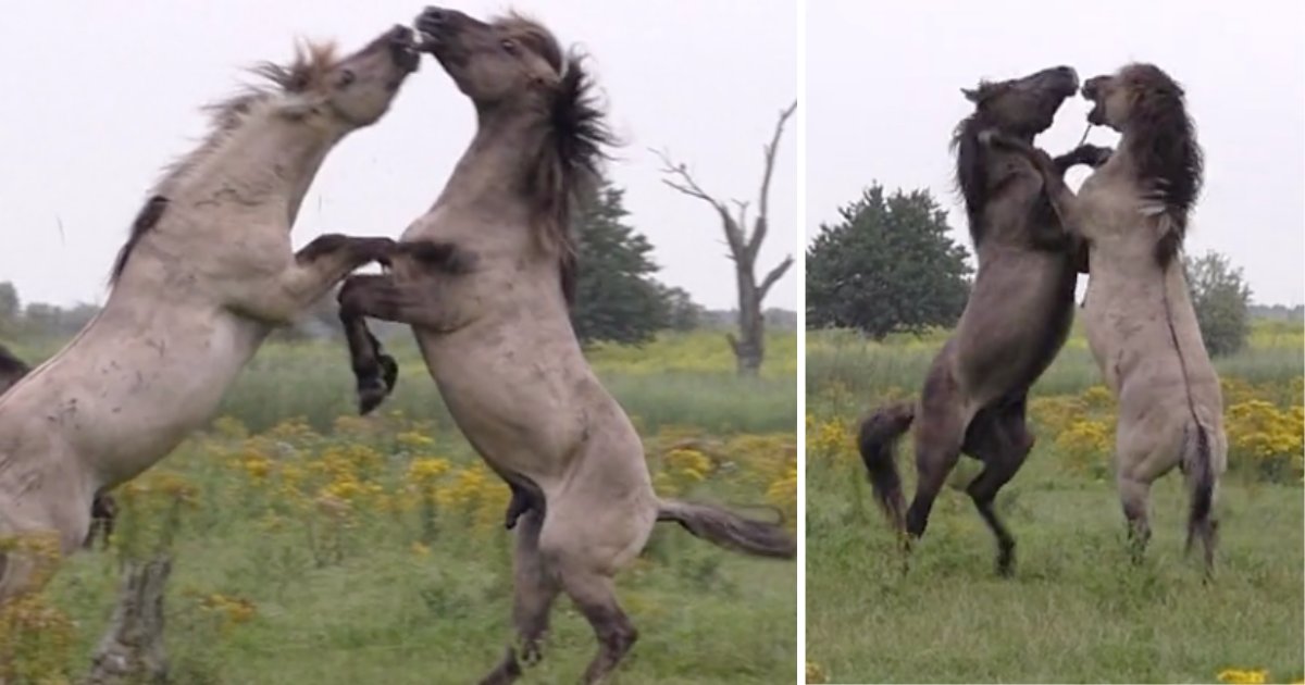 d3 16.png?resize=1200,630 - Wild Horse Received Help From His Friend During Fight With Rival