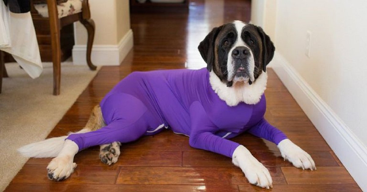d3 3.jpg?resize=1200,630 - Onesie For Dogs Helps Keep Dog Fur From Spreading All Over Your House