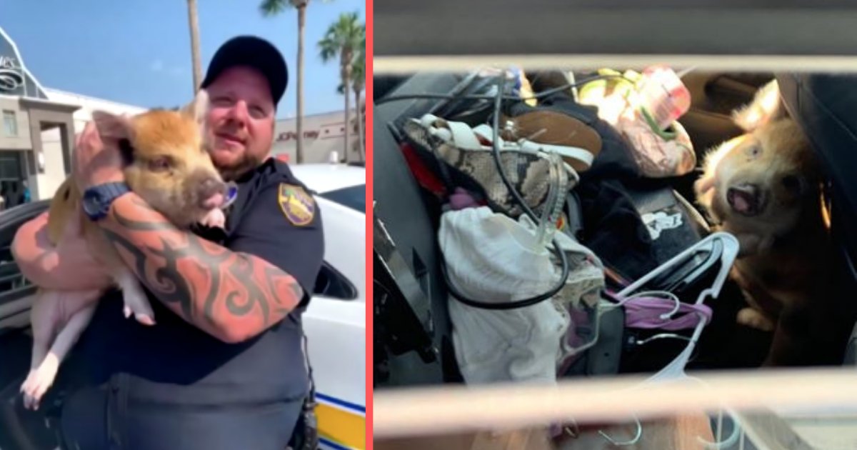 d3 3.png?resize=412,275 - A Helpful Person Saved the Life of a Tiny Pig Who was Trapped Inside the Hot Car