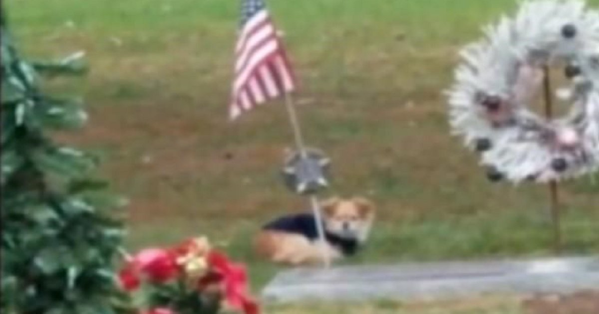 d3.jpg?resize=1200,630 - A Grieving Dog Refused To Leave The Gravesite Of Her Owner Who Passed Several Months Earlier