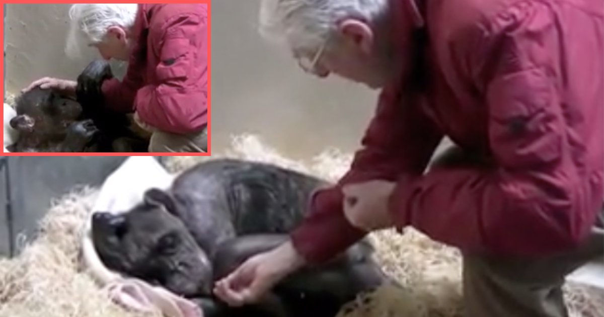 d4 14.png?resize=1200,630 - A Heartwarming Video Where a Dying Chimp Recognizes Her Caretaker's Voice