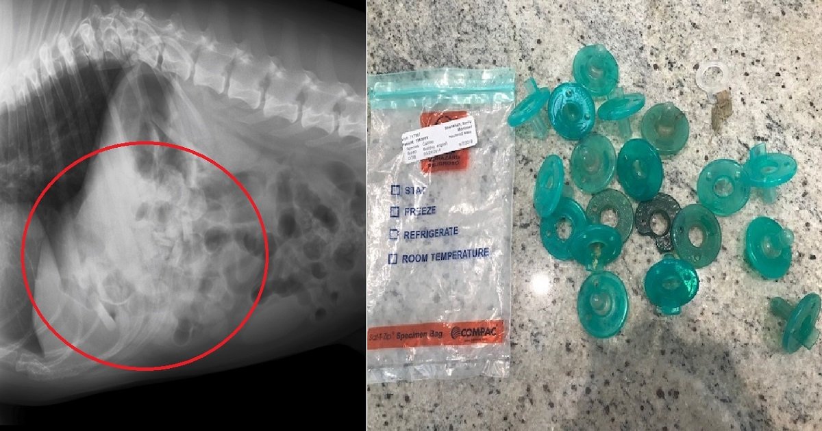 d4 2.jpg?resize=412,275 - A Veterinarian Pulled Out 19 Baby Pacifiers From A Dog's Stomach