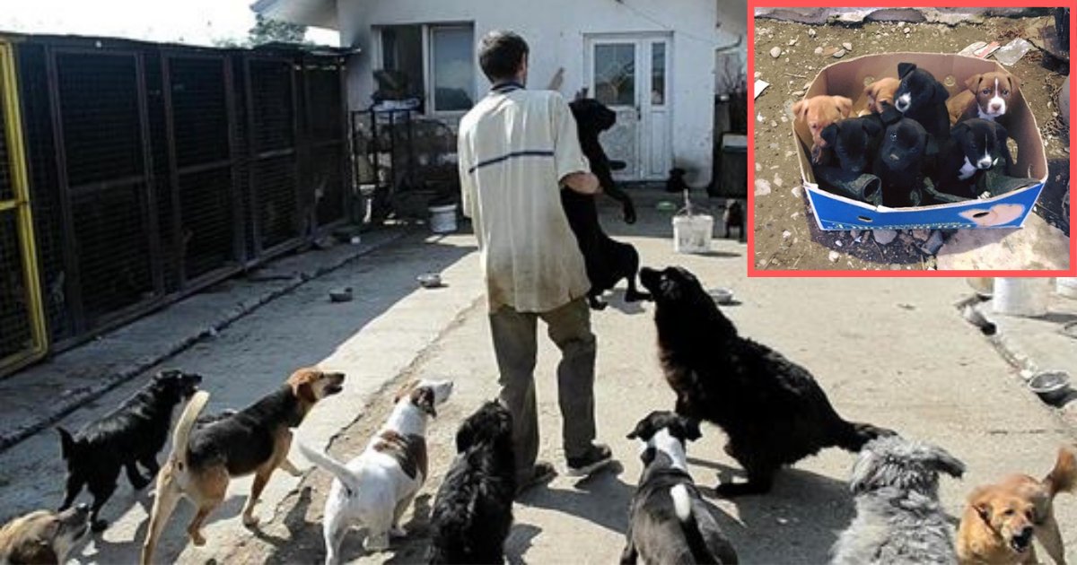 d4 2.png?resize=412,275 - Rescuers Found 5 Puppies Instead of One During a Rescue Operation