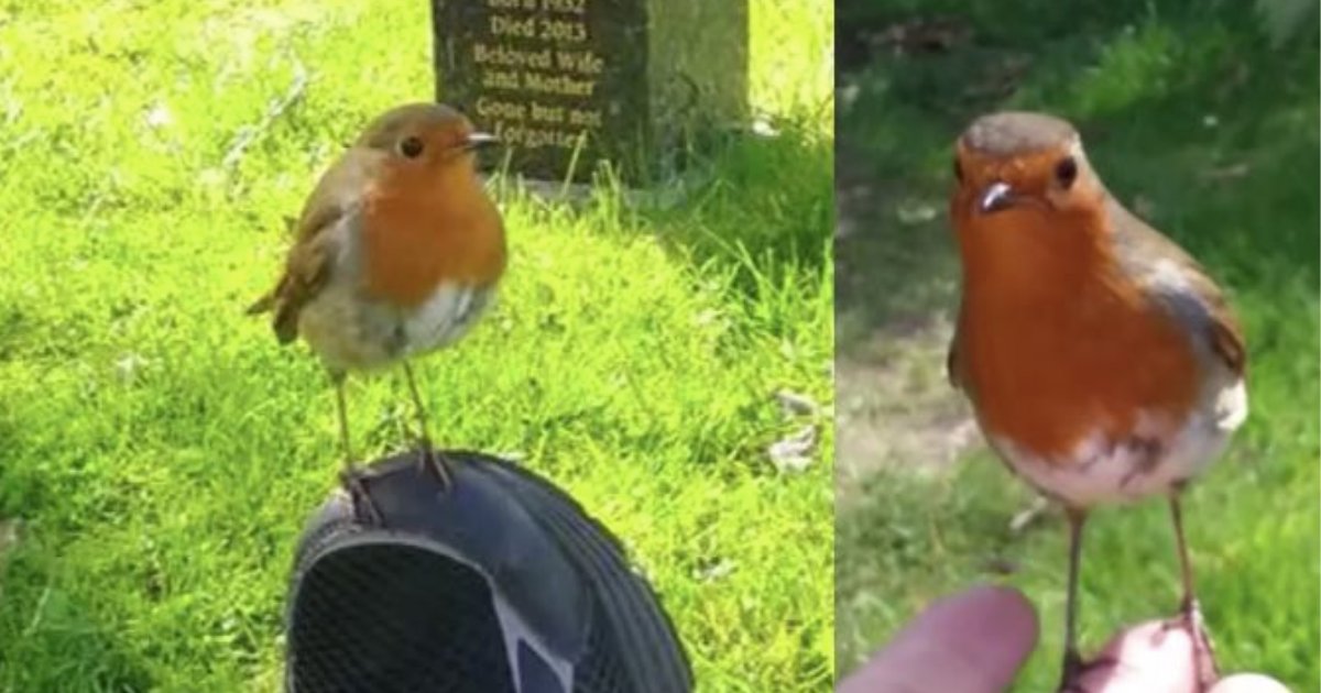 d4 3.png?resize=1200,630 - A Mother Started Crying When a Wild Bird Comforted Her at Her Son's Grave