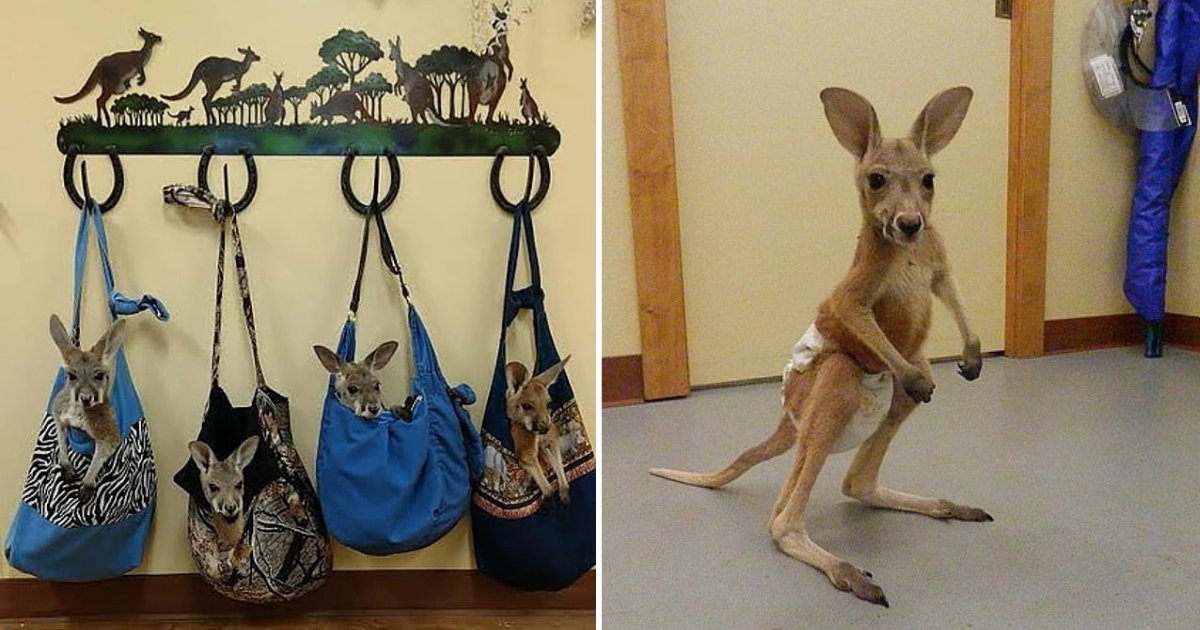 d4 5.png?resize=412,275 - US Vet Condemned for Selling Baby Kangaroos on Facebook for $7100 Each