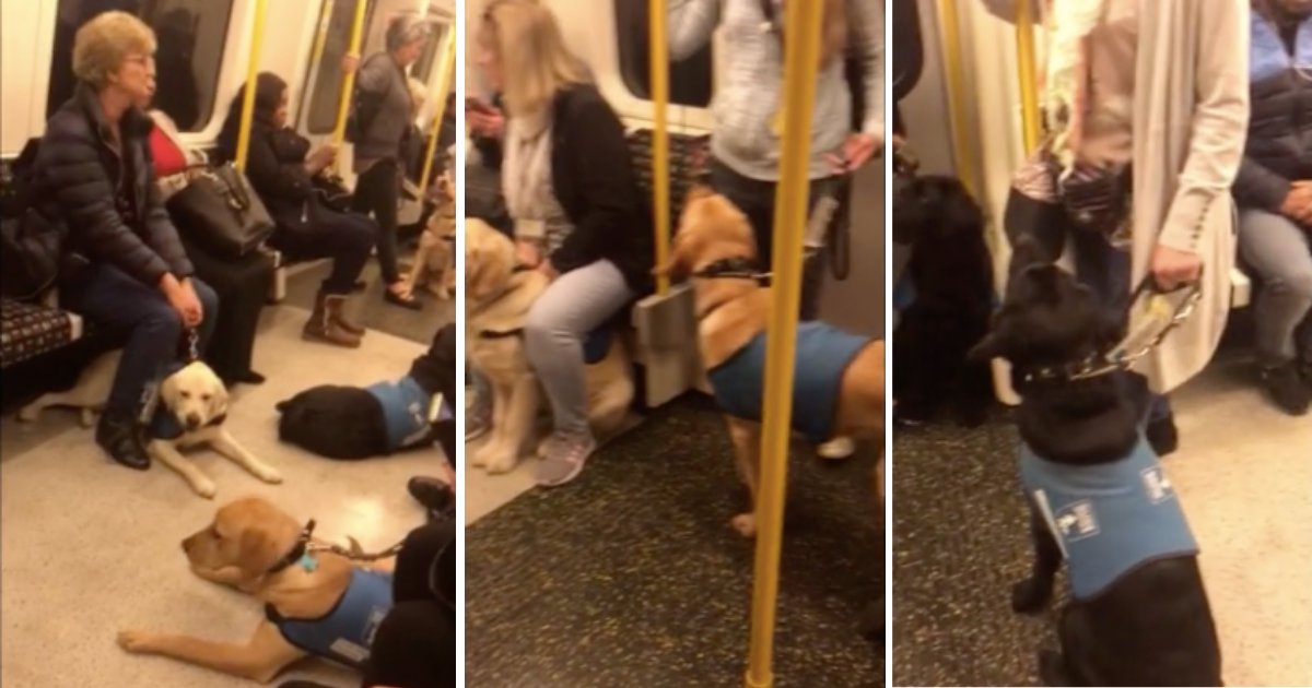 d5 10.png?resize=412,275 - The Underground Carriage in London was Filled With Guide Dogs on Training Day