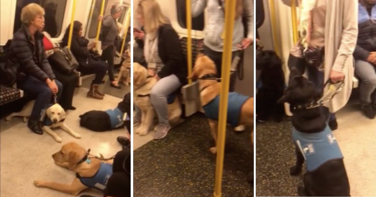d5 10.png?resize=412,232 - The Underground Carriage in London was Filled With Guide Dogs on Training Day