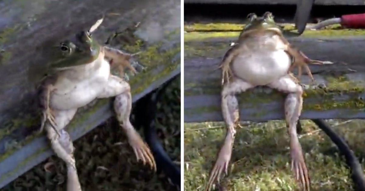 d5 12.png?resize=1200,630 - A Bullfrog Hangs Out on the Bench of a Park