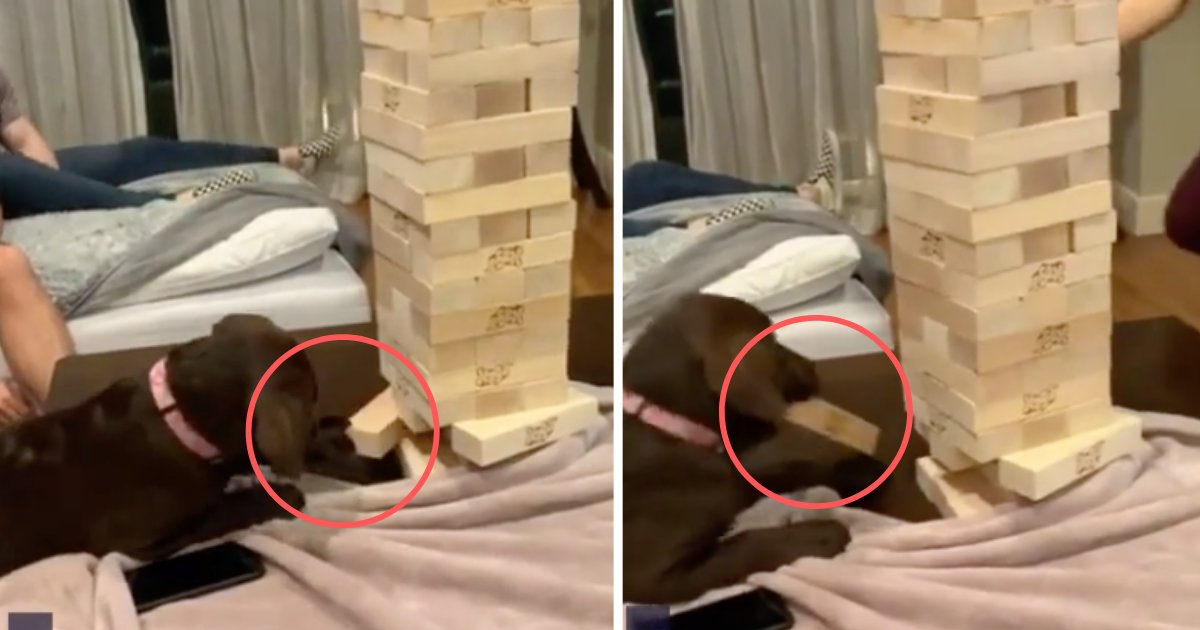 d5 14.png?resize=1200,630 - The Cute Puppy Makes a Bold Move at Jenga