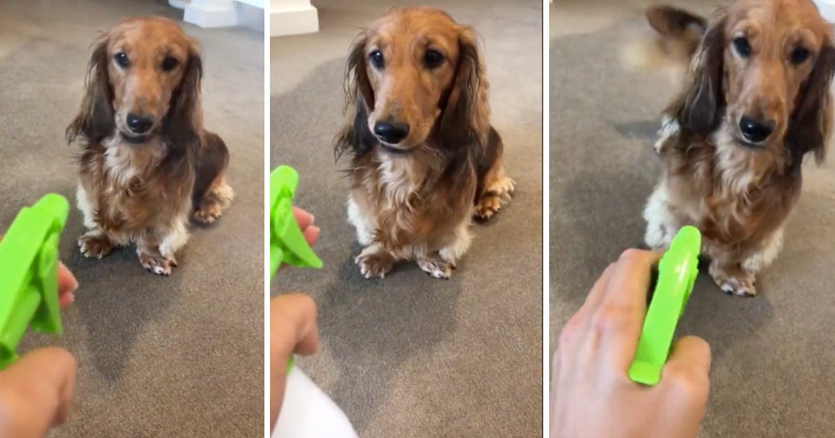 d5 16.png?resize=1200,630 - People Can't Get Enough of This Dachshund's Adorable Reaction to Water Bottle Spray