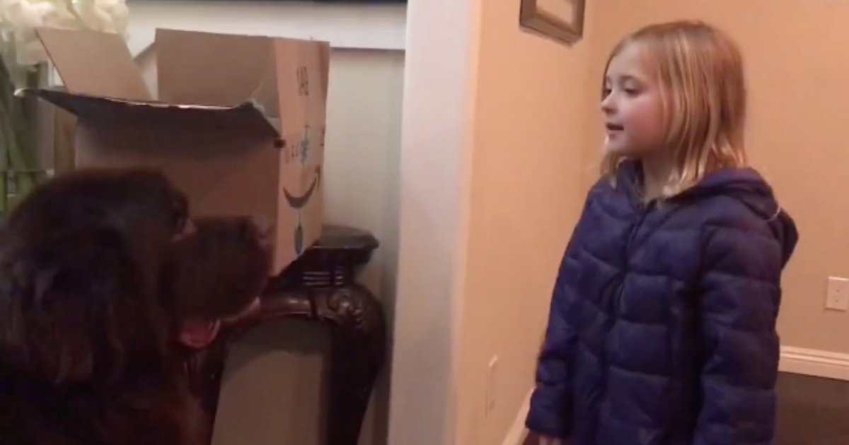 d5 17.png?resize=412,275 - Girl Teaches History to Her Newfoundland Dog And Their Interaction Is Priceless