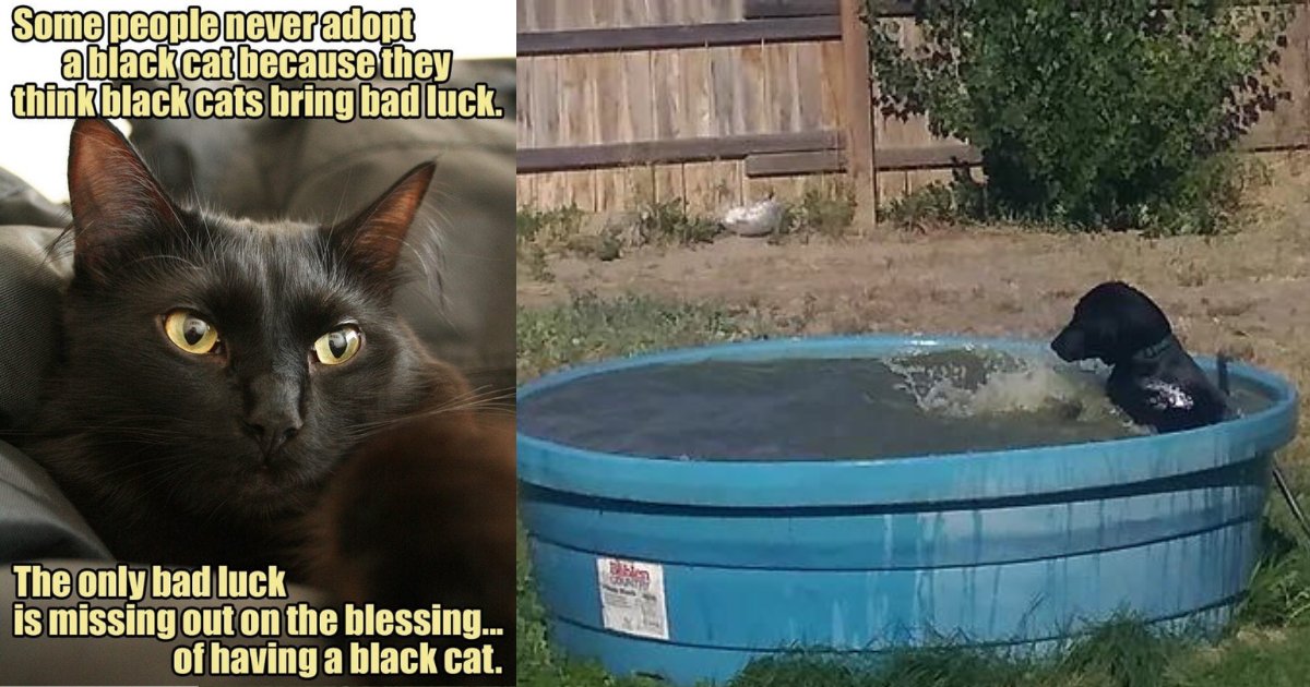 d5 6.png?resize=412,275 - Hysterical Evidence! Cute Pup Demonstrates Stereotypes of Black Cats and Dogs Untrue