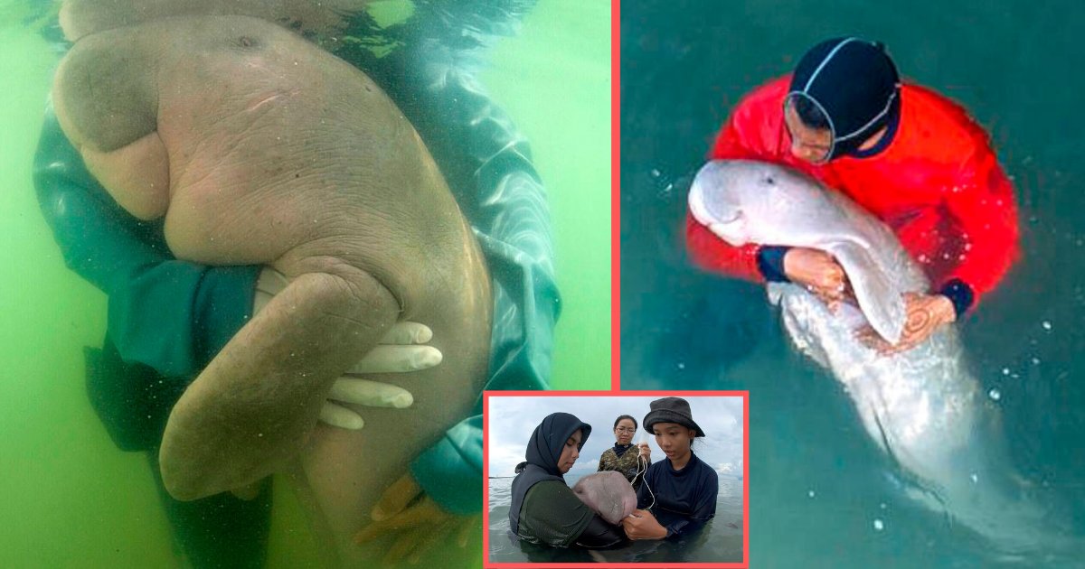 d5 8.png?resize=1200,630 - A Heartwarming Moment When the Marine Experts Rescue a Baby Dugong