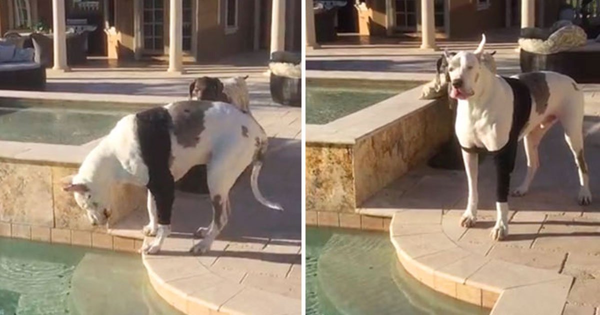 dog argues.jpg?resize=1200,630 - Un dogue allemand s'est disputé avec son propriétaire parce qu'il n'a pas le droit de nager