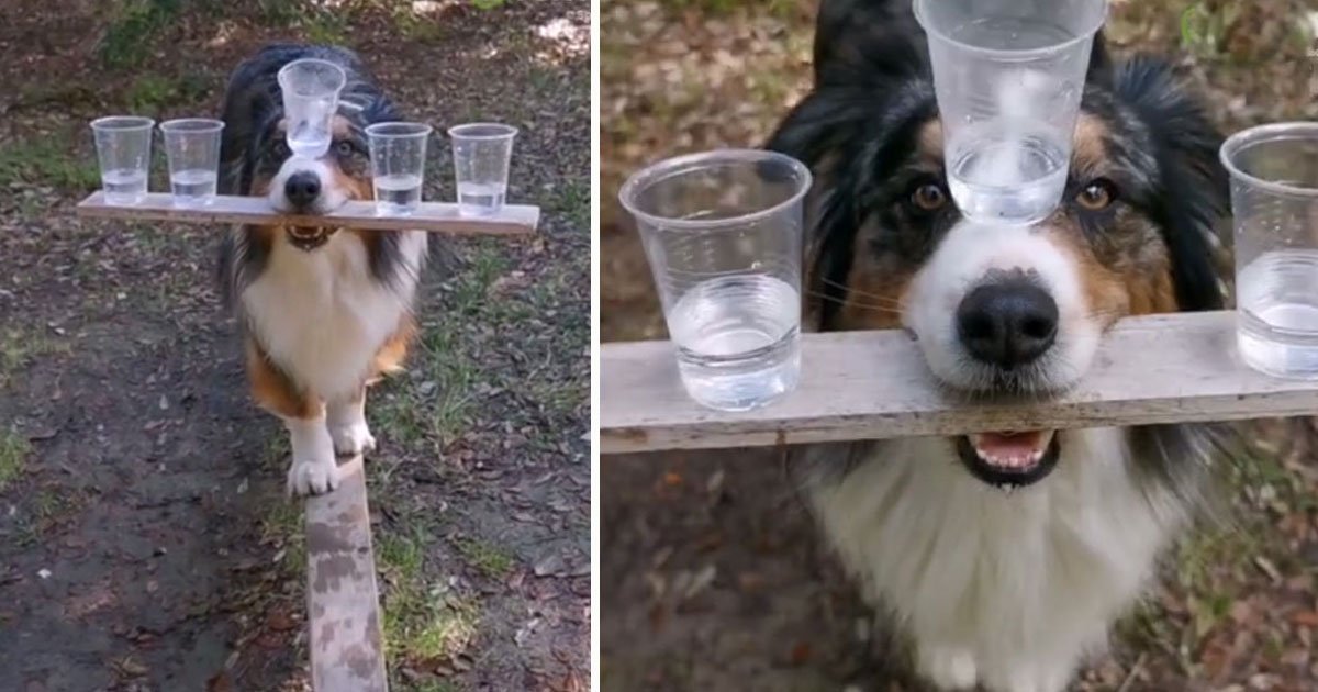 dog balancing act.jpg?resize=1200,630 - Video Of A Dog Performing A Balancing Act Goes Viral
