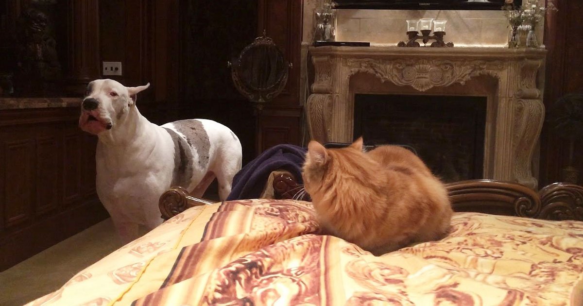 dog cat fight.jpg?resize=1200,630 - Cette vidéo hilarante montre un chien qui aboie sur un chat qui a pris sa place préférée sur le lit