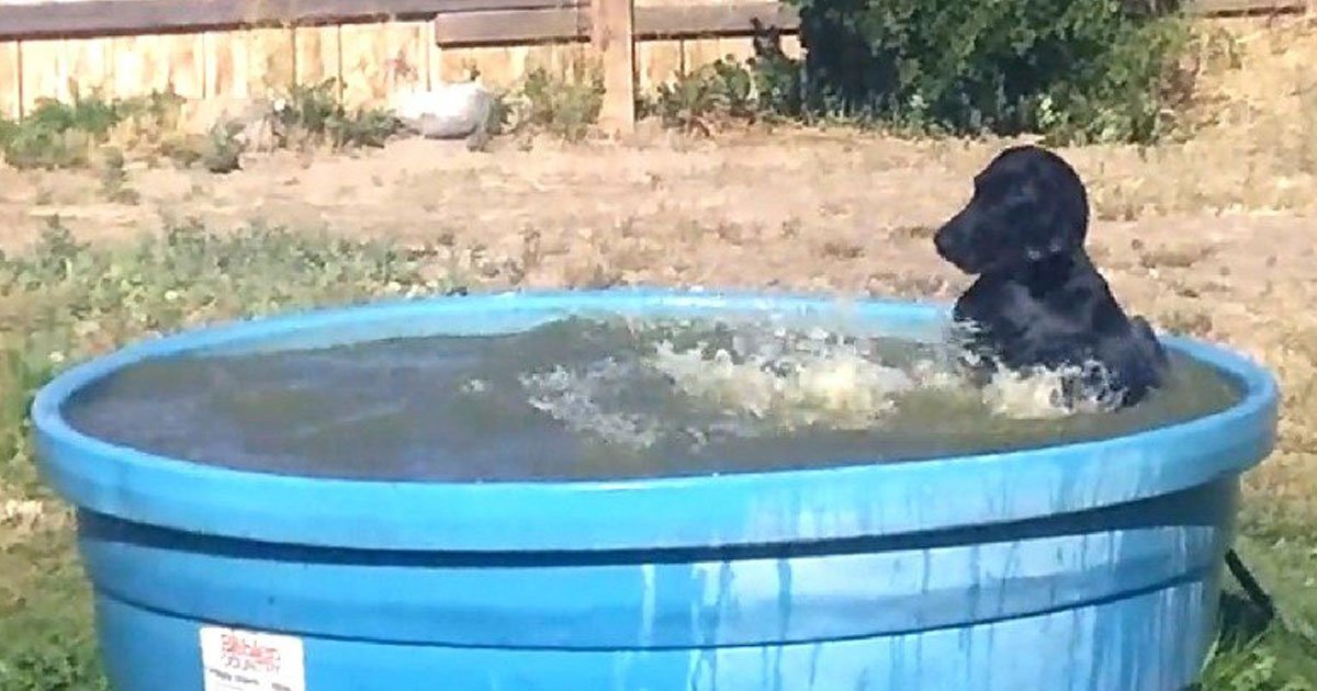 dog enjoying pool.jpg?resize=1200,630 - Une chienne adorable passe son temps dans la piscine que sa propriétaire a fait pour elle pour vaincre la chaleur