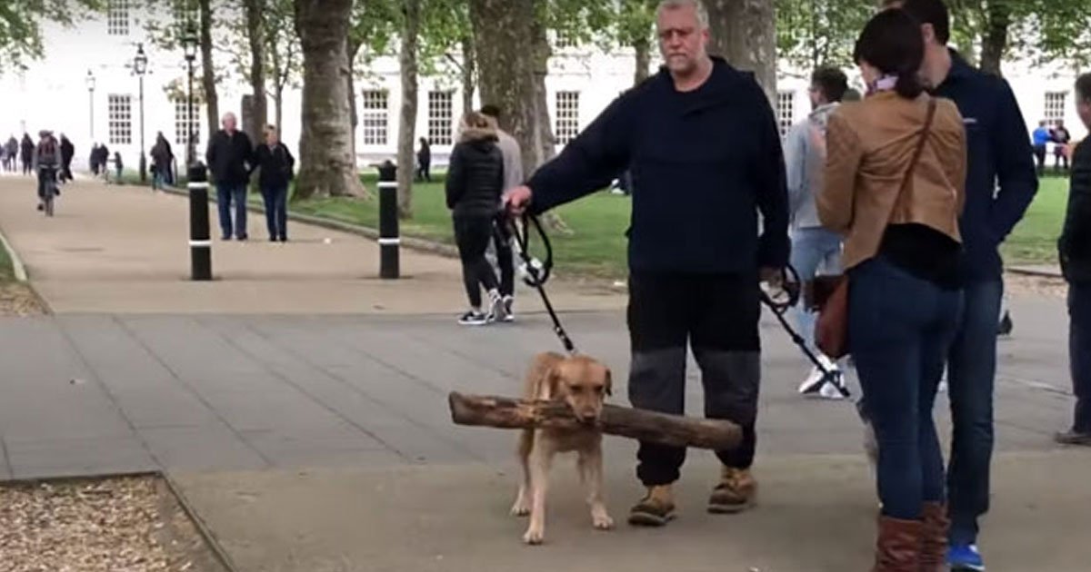dog holding branch.jpg?fit=1024%2C538&ssl=1&strip=all - This Dog Is Holding A Massive Branch In Its Mouth And Here Is Why