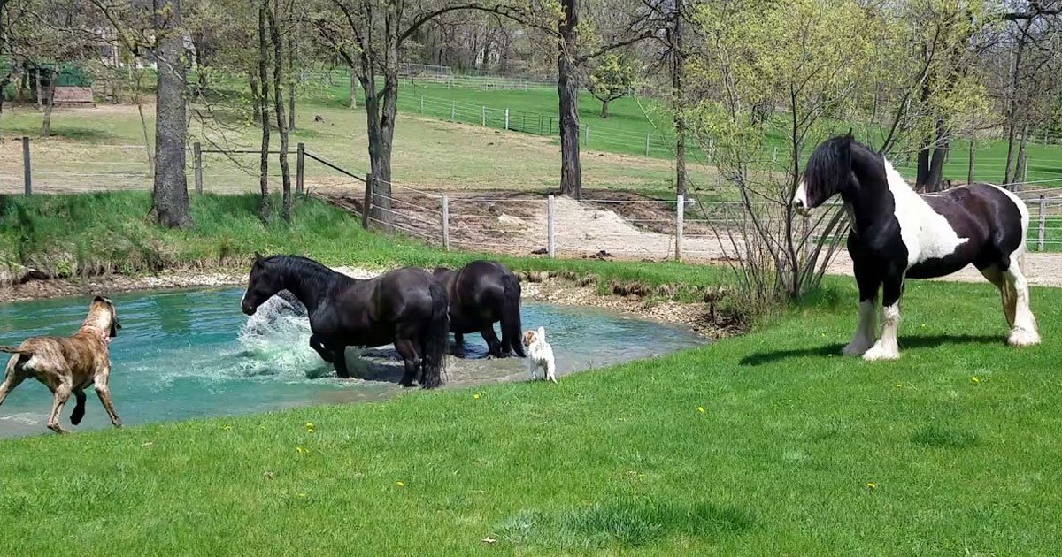 dog horses water.jpg?resize=1200,630 - Two Dogs Joined Horses As They Were Having A Great Time In The Pond
