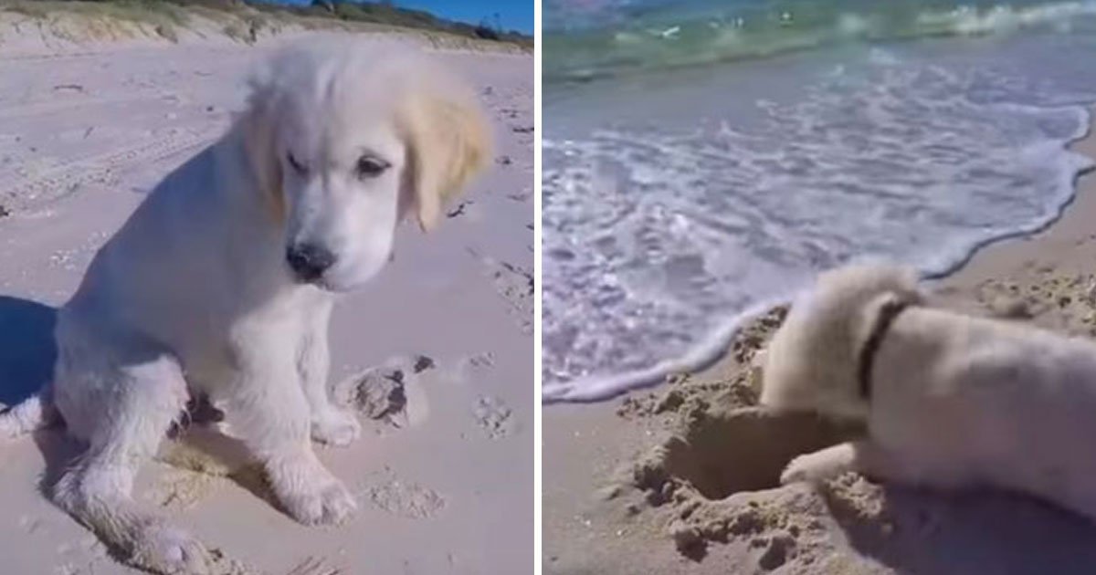 dog ocean hole.jpg?resize=1200,630 - Puppy’s Adorable Reaction After The Ocean Ruined The Hole He Dug Near An Ocean Shore