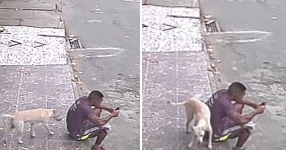 dog peed on man.jpg?resize=1200,630 - Video Of A Dog Urinating On The Back Of A Man Who Was Sitting On The Pavement