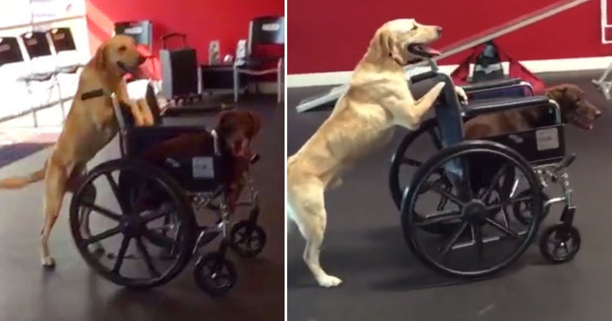 dog pushes wheelchair dog.jpg?resize=412,232 - Regardez la vidéo d'un chien qui pousse le fauteuil roulant de son ami