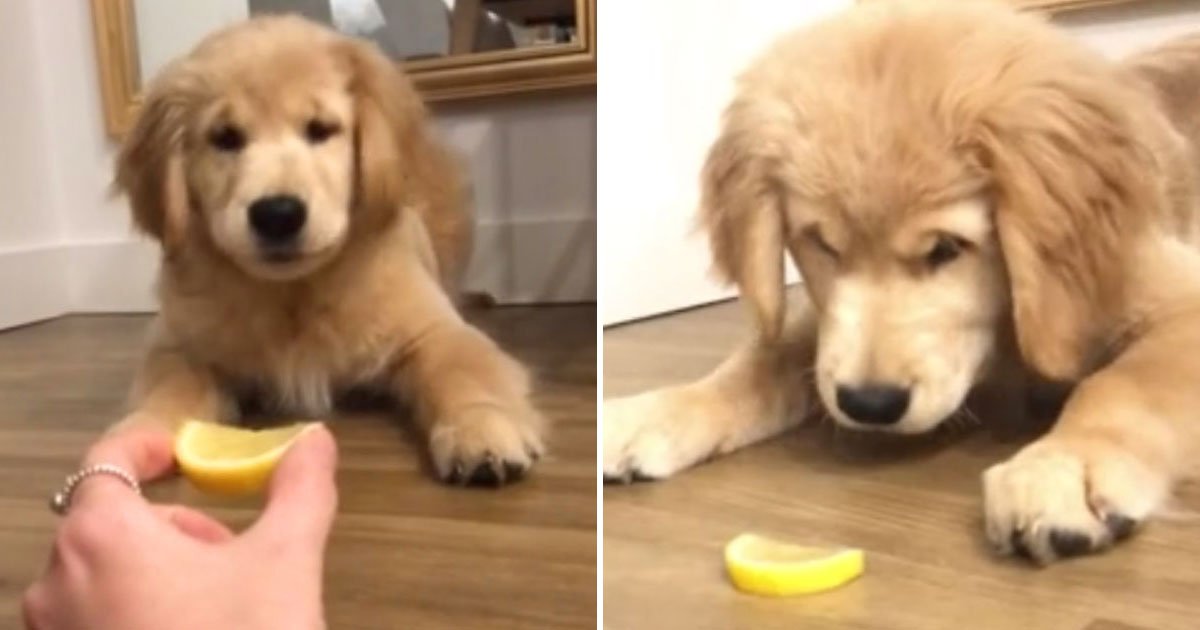 dog reaction lemon.jpg?resize=1200,630 - Dog’s Hilarious Reaction After Its Owner Offered Her A Slice Of Lemon