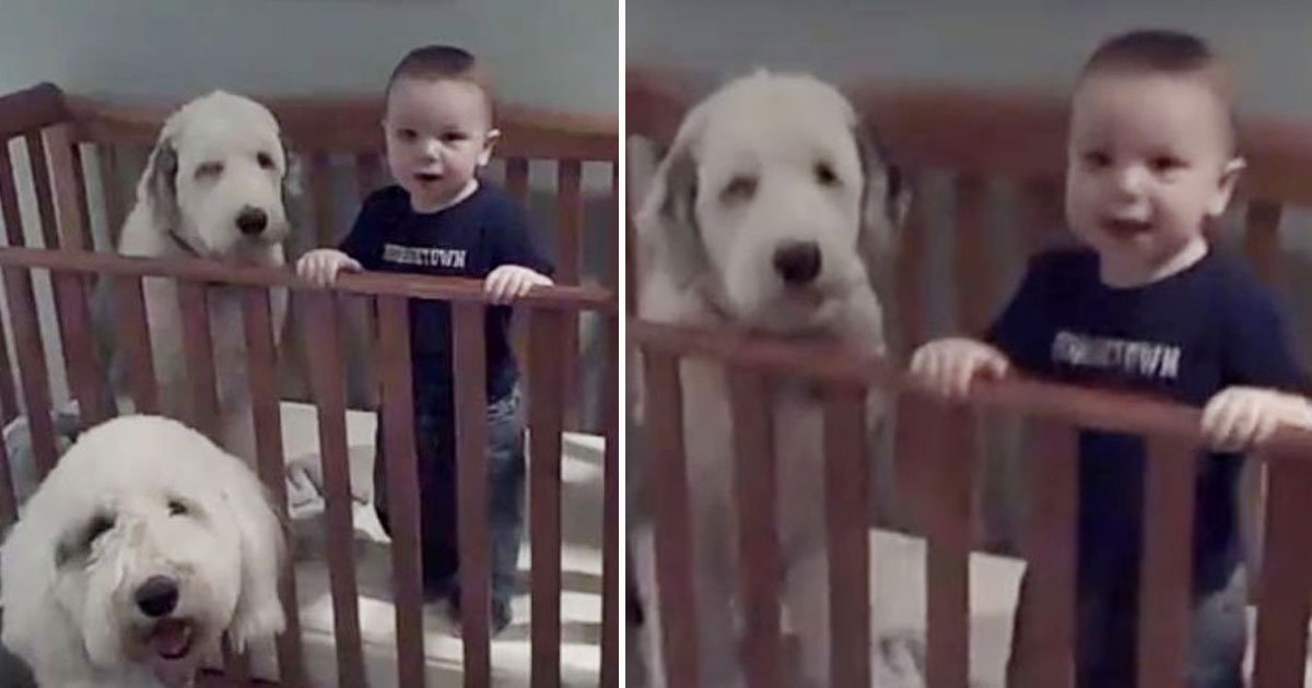 dog toddler crib.jpg?resize=1200,630 - L'adorable vidéo d'un chien qui refuse de quitter le berceau de son meilleur ami