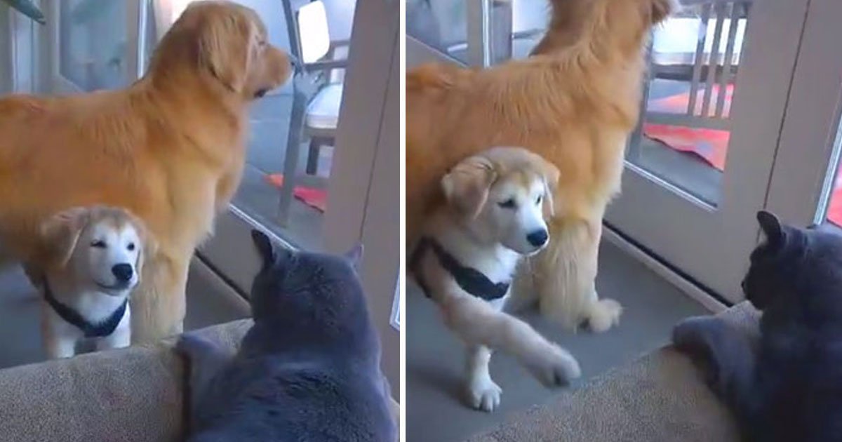 dog trying befriend cat.jpg?resize=1200,630 - Adorable Dog Trying To Befriend A Cat Who Is Not Interested