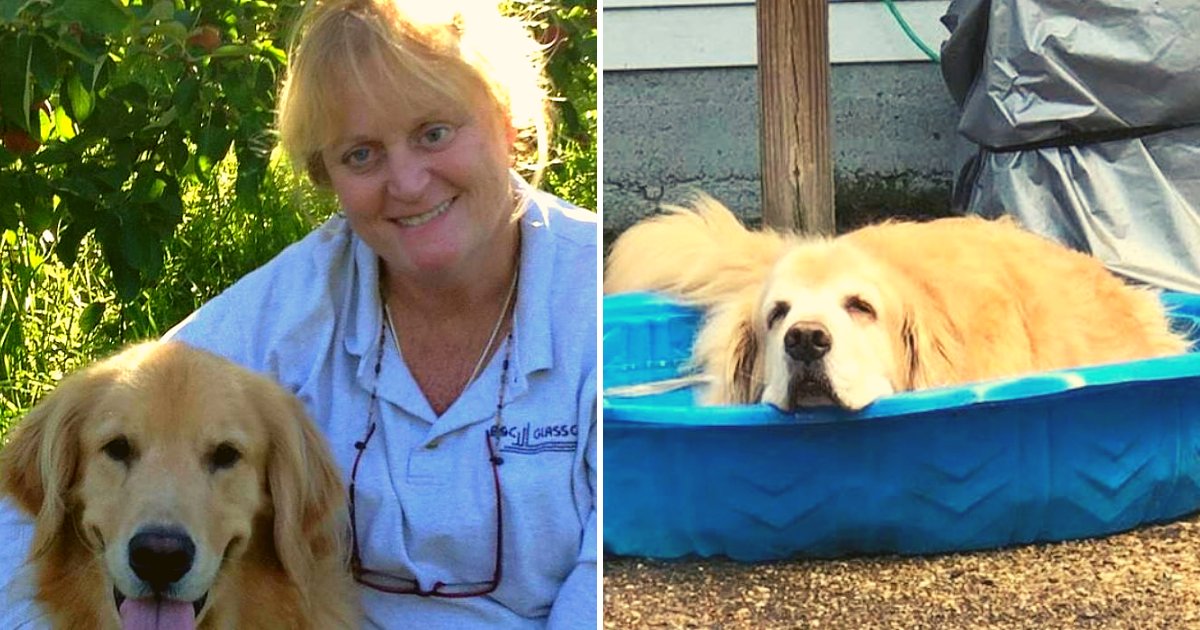 doggie.png?resize=1200,630 - Woman Behind Bars After Pushing Her 11-Year-Old Golden Retriever Into A Lake