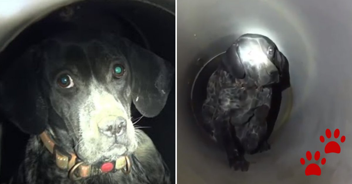doggy 2.png?resize=1200,630 - Terrified Dog With Multiple Bullets Embedded In Its Skin Rescued From Sewer Drain
