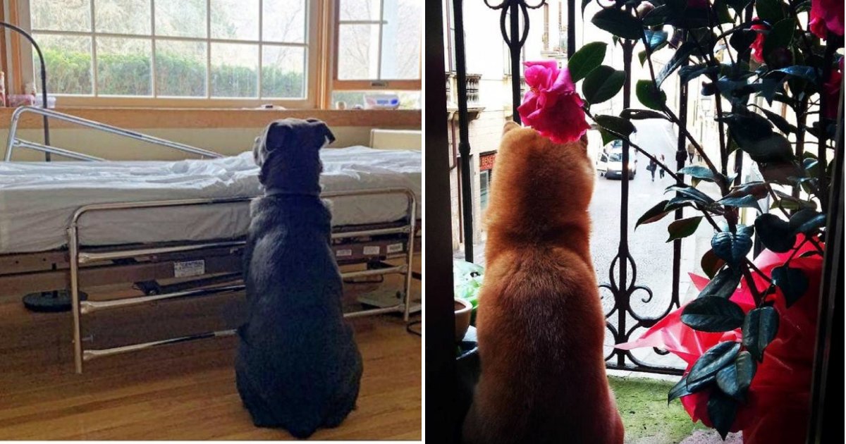 dogs 1.png?resize=1200,630 - Very Loyal Dog Waits At His Owner's Hospital Bed Not Knowing His 'Dad' Had Passed Away