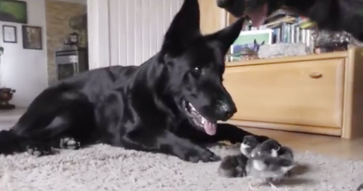 dogs watching over chicks.jpg?resize=1200,630 - Adorable Video Of German Shepherds Welcoming Newborn Chicks Into The World