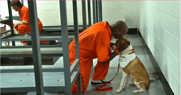 Résultat d'image pour les prisonniers partagent leurs cellules avec un chien et ont un effet magique