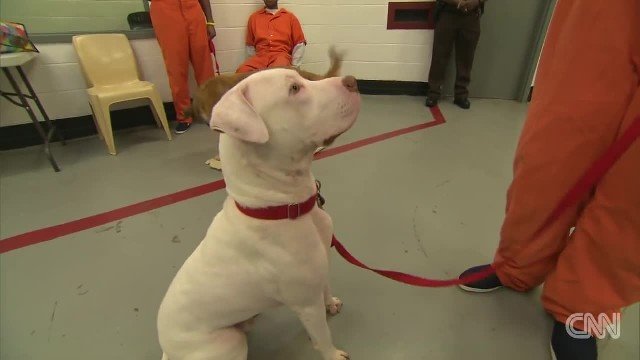 Image result for PRISONERS SHARE THEIR CELLS WITH A DOG AND IT HAS A MAGICAL EFFECT
