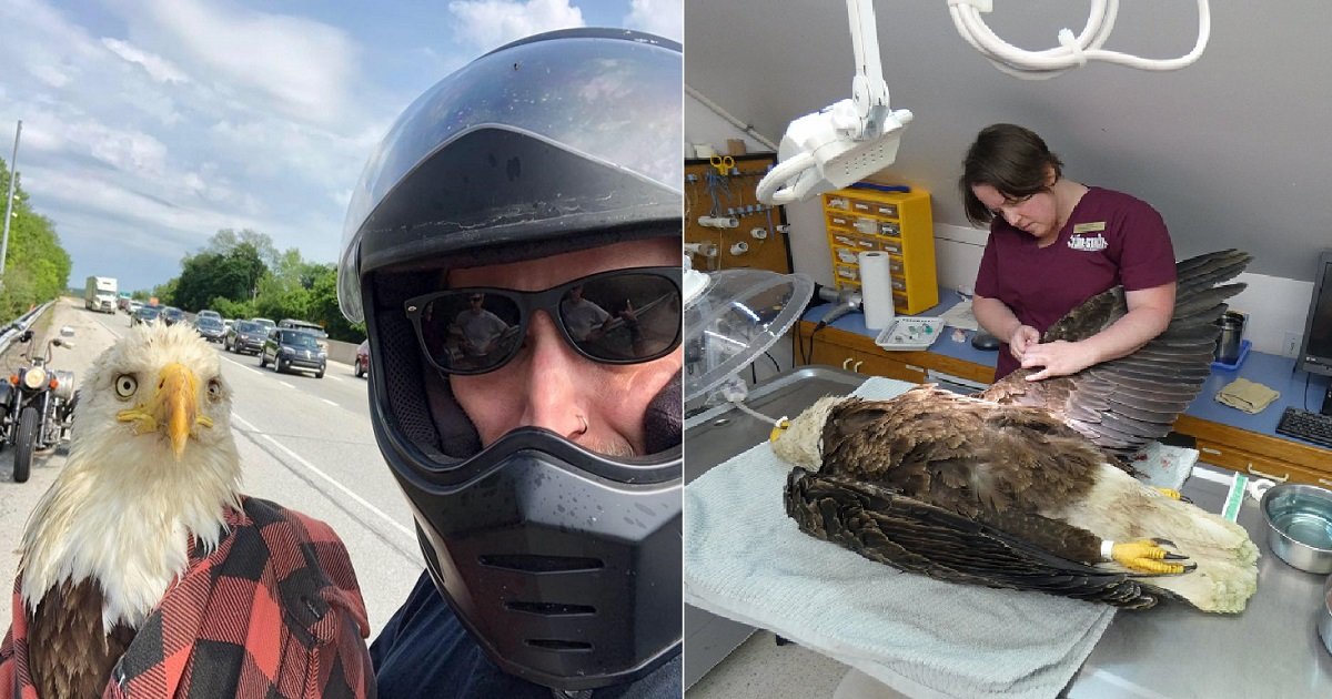 e3 1.jpg?resize=1200,630 - Motorcyclist Stopped To Help Injured Bald Eagle That Was Stranded On The Highway