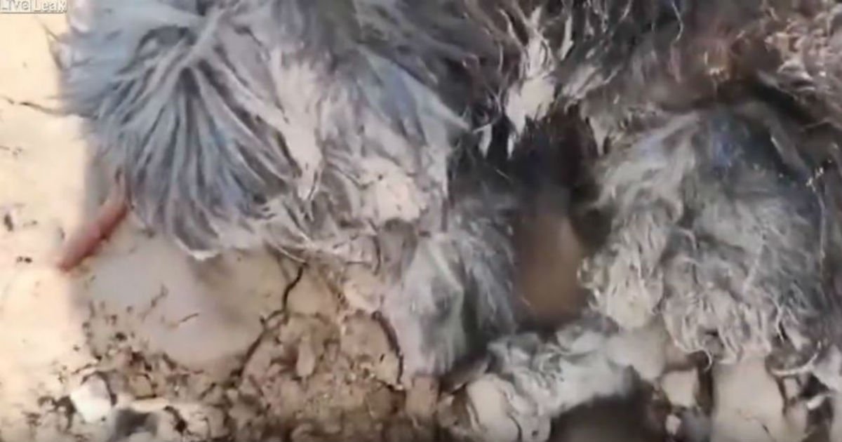 e38587 23.jpg?resize=1200,630 - 진흙 속에 5일간 묻혀있던 강아지가 유기된 진짜 이유 (영상)