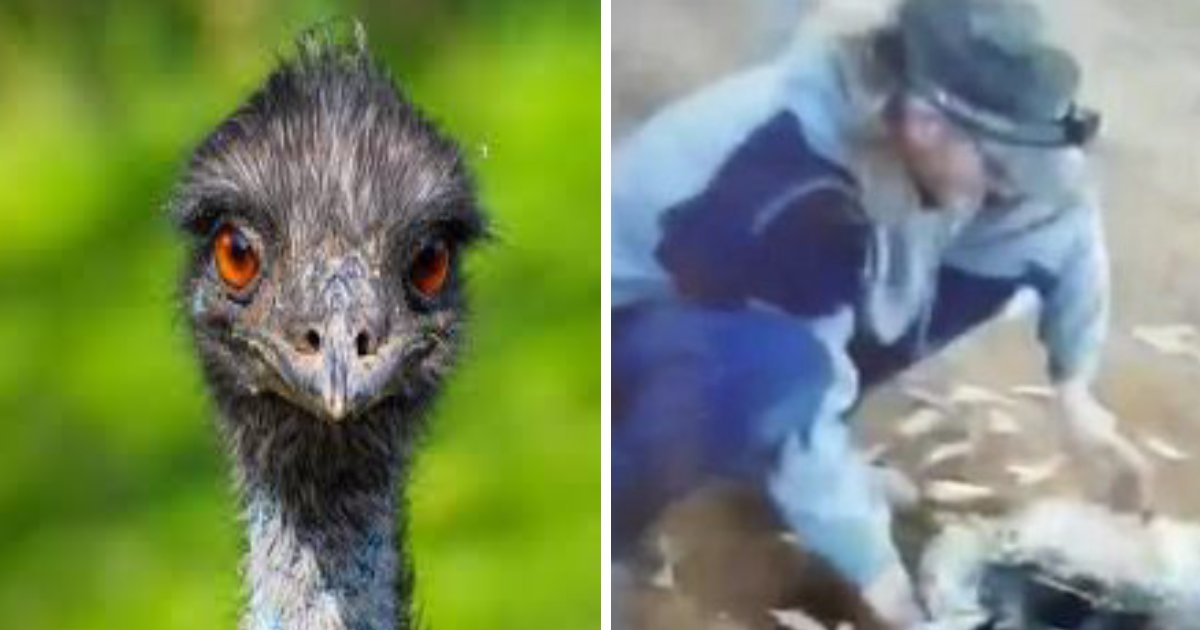 ec8388 ed9484eba19ceca09ded8ab8 1.png?resize=412,275 - Upsetting Facebook Video Shows Man Laughing While Brutally Removing Feathers of Injured Emu