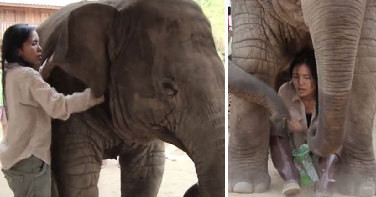 elephant kisses friend.jpg?resize=1200,630 - Une vidéo touchante d'un éléphant qui embrasse son ami humain