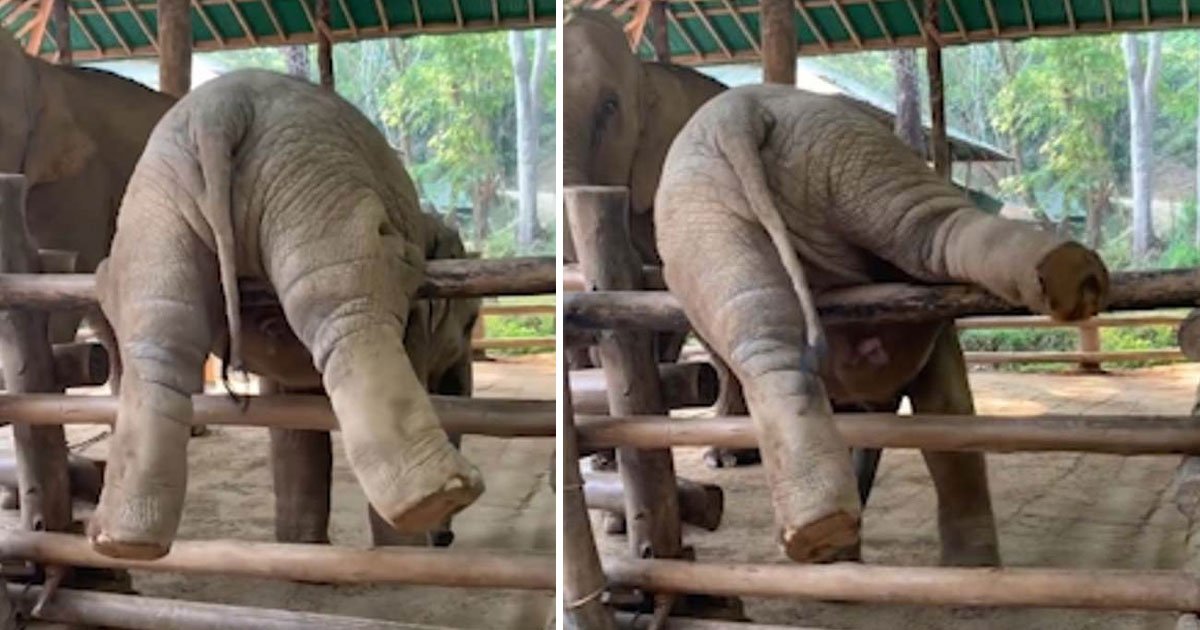 elephant stuck on fence.jpg?resize=412,232 - A Naughty Baby Elephant Got Stuck On A Wooden Fence And His Struggle To Free Himself Is Super Cute
