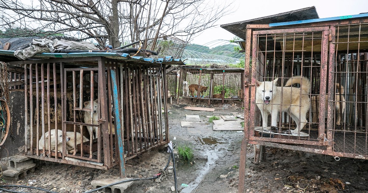 L'un des plus grands marchés de viande de chien en Corée du Sud va fermer  ses portes