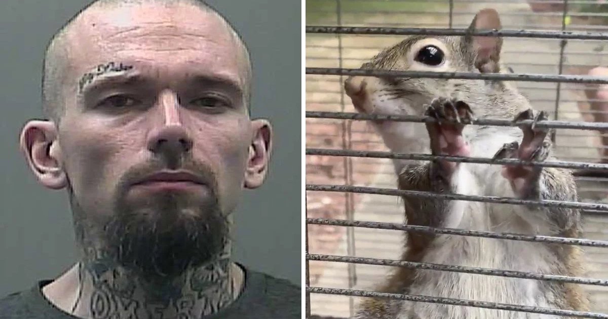 featured image 56.png?resize=1200,630 - Un homme a été arrêté pour avoir drogué un écureuil à la méthamphétamine afin de le rendre hyper agressif